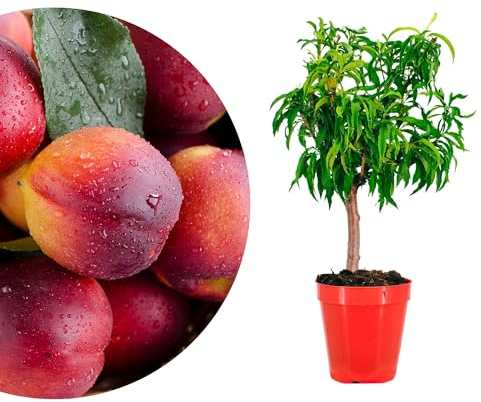 Meine Orangerie - Zwergobst Stämmchen Nektarine - Zwergnektarine - Höhe inkl. Topf ca. 80-90cm - winterharter Nektarinenbaum für Garten, Balkon oder Terrasse im Ø22-24cm Topf