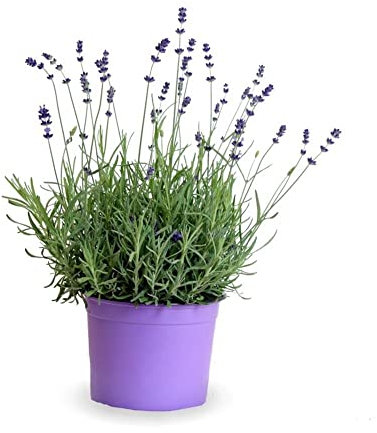 Lavanda (Maceta 13 cm Ø) - Planta viva - Planta aromatica
