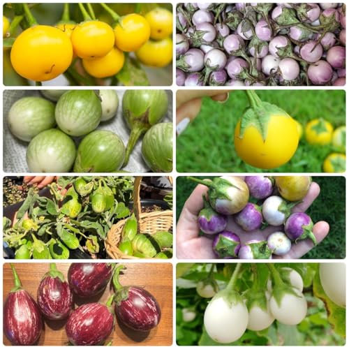 500 Pcs Aubergine Samen - Alte Gemüsesorten Samen Seed Spezielle Aubergine Saatgut - Solanum Melongena, Balkon Gemüse Saat Dachbegrünung Biosaatgut Gemüsesaat Gartenarbeit Biosaatgut