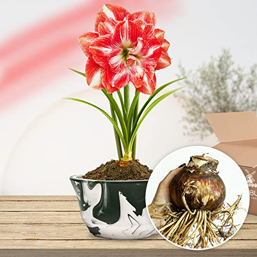 Amaryllis Double Red-White, 1 bulbo di grandi dimensioni 26/30, Esclusivo, Bulbi da fiore, piante e fiori dall'Olanda, Autentici Hippeastrum (senza semi, cera e non artificiale)