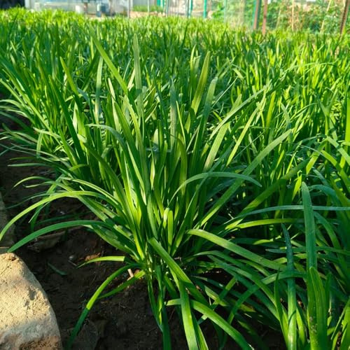 semillas de cebollino - orgánicas, balcón cebollino perenne raras, orgánicas, perennes 1000pcs