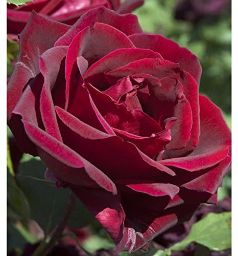 Verdecora Rosal Papa Meilland | Planta Natural con Flor | Rosa Perfumada de plantación | Color rojo carmesí