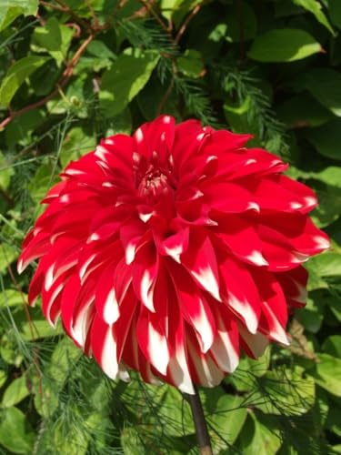 Mix Dalia bulbi,Dalia pianta vera,Piante erbacee perenni,Facile da curare,Decorazione del giardino, bulbi belli e sani(non fiori artificiali)-4 bulbi-E