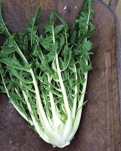 300 Semi di Cicoria Catalogna Frastagliata NO OGM, Cichorium Intybus per Orto, Verdure da Coltivare