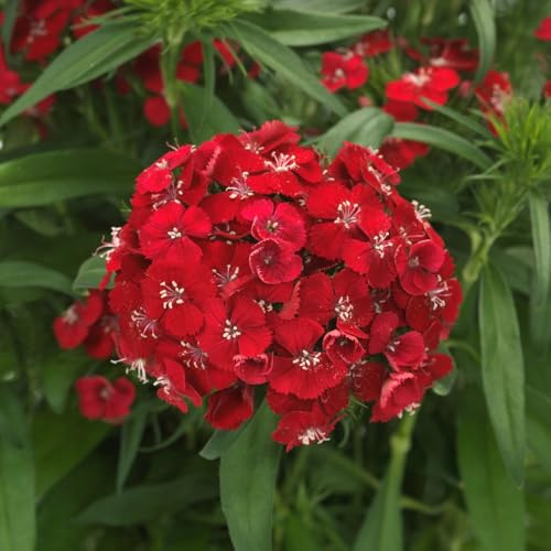 Bedwen Dianthus 'Dart Scarlet' Plug Plant x6 – Sweet William Red Hardy Fragrant Winter-Flowering Bedding Plants for Pollinators