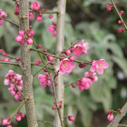 Vivai le Georgiche - Pianta vera di Prunus mume Beni-chidori Prunus mume 'Beni-shidare' Albicocco giapponese, Benishidore - vaso Ø 22 cm - altezza alla vendita 60-80 cm