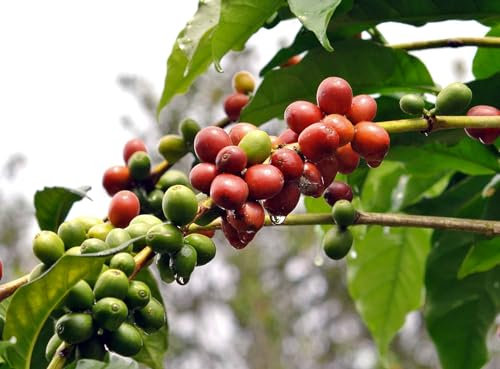 Graines de Caféier - Coffea arabica - Sachet de 8 graines - Graines de style