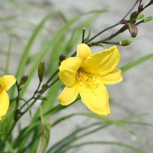 6x Lis d’un jour 'Corky' – Hemerocallis 'Corky' – Godet 9x9cm | Fleurs jaunes fines, tiges élancées