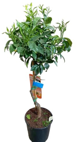 Citrus Sinensis Natural – Árbol Frutal de Exterior en Maceta de 17cm Ideal para Cultivo Casero