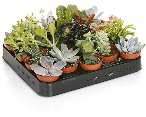 Carbeth Plants Indoor Succulent Plants Mix - 10 Small Units in 5.5cm Pots - Real Live Succulent Plants - Perfect for Home, Office & Gifting