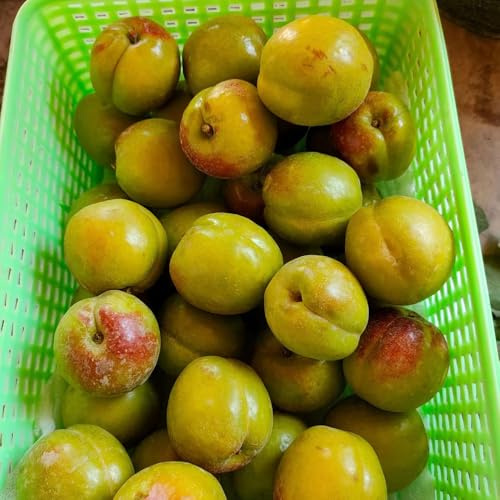 semillas resistentes del albaricoquero - balcones jardín interior 22pcs