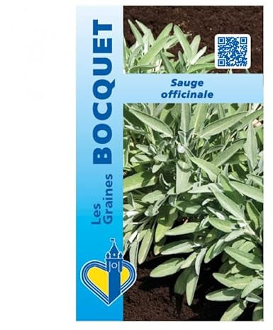 Sachet de graines de Sauge Officinale - 1 g - légume feuille - LES GRAINES BOCQUET