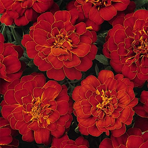French Marigold Flower Garden Seeds - Durango Series - Red - 1000 Seeds - Annual Flower Gardening Seed - Tagetes patula