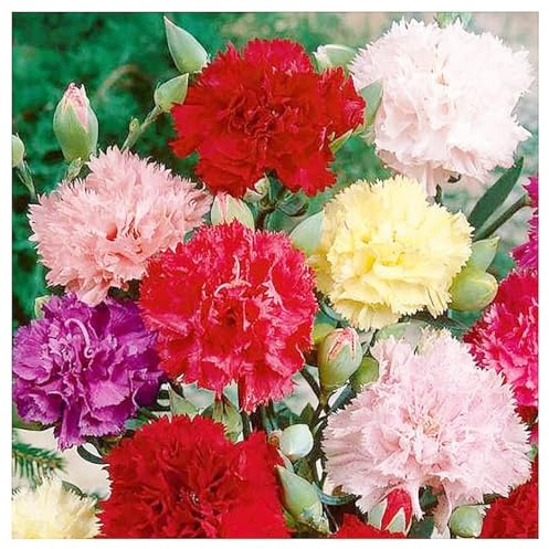 Carnation Chabaud Mix Seeds - 275 Seeds Carnations Have an 8 Week Blooming Period - All Zones