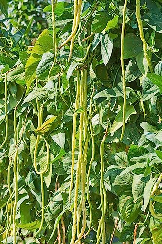 Vegetable - Climbing French Bean - Yard Long - 50 Seeds