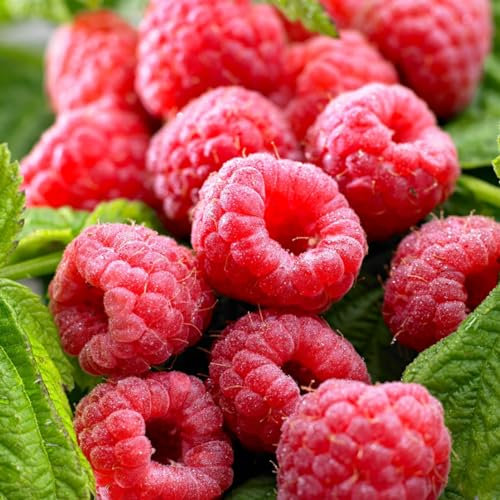 Carbeth Plants - 10 x Raspberry Tulameen Root Canes - Grow Your Own Fresh Raspberries - Bare Root Raspberry Runner - Fruit Plant