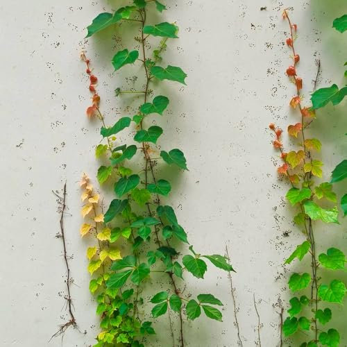 wilder wein pflanze samen - blumenbeet pflanzen geschenk herbstblumen winterhart samen balkon gastgeschenke hochzeit blumensamen garten pflanzen saatgut blumen stauden winterhart 550pcs