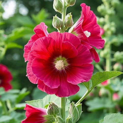 1000 Stück Stockrosen Samen, Blumensamen für Garten und Balkon, Pflegeleicht Balkonpflanzen Samen, Garten Blumen, Ideale Garten Pflanzen, Balkon Pflanzen (Rot)