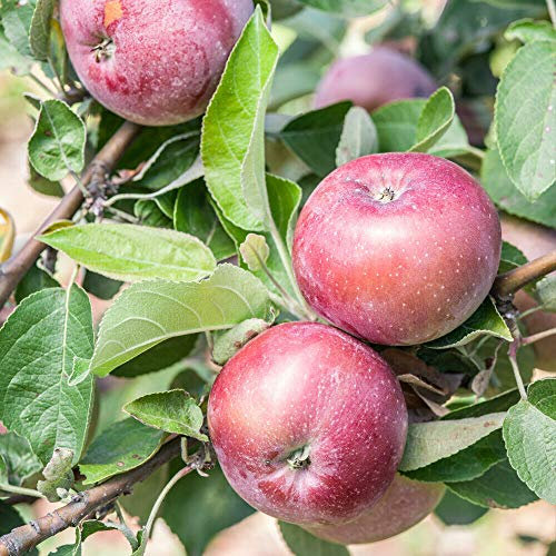 Apple Hardy Fruit Tree Garden Plant Malus Domestica 'Spartan' 12 Litre Pot by Thompson and Morgan