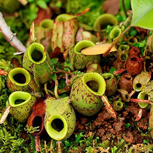 nepenthes seeds - Fleischfressende pflanzen samen - Kannenpflanze Seltene Pflanzenserie - indoor garten dekormulch nachhaltiges geschenk stauden winterhart mehrjährig 250 Stück
