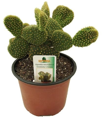 Cactus Natural para Interior y Exterior Opuntia Microdasys o Cactus Pala Bien Desarrollado