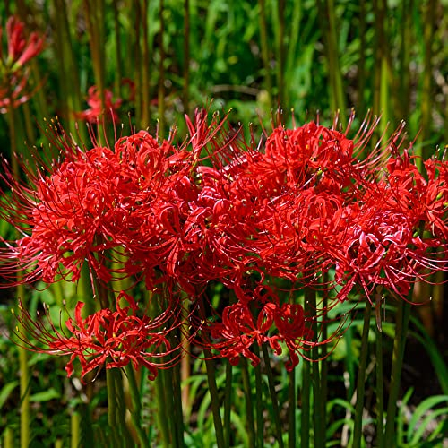 2 Stück blutblume lycoris radiata zwiebel rote spinnenlilien zwiebeln winterhart mehrjährig - Seltene Pflanzen serie - zwiebeln winterharte balkonpflanzen gewächshaus balkon zwiebel