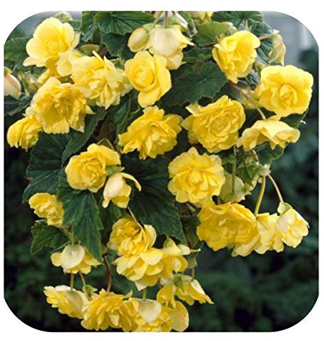 Begonia Pendula Yellow x 5 Tubers/Corms/Bulbs - Hanging Basket Mix by Growtanical®