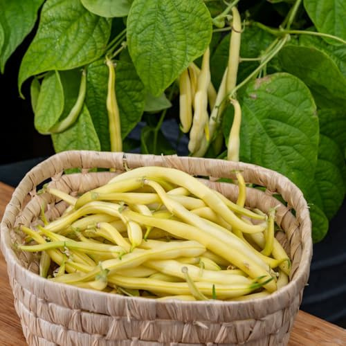semi di fagiolo rampicante giallo - biologici interno balcone giardino 80pcs