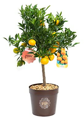 Vannucci Piante - Citrus nobilis, Citrus mandarino, Agrumi, Pianta vera, Pianta da terrazzo, Pianta da frutto, Mediterranea