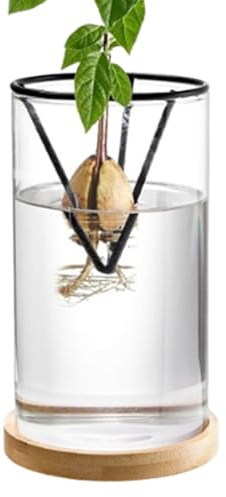 Vaso per avocado germogliante – Kit fioriera con base in legno, supporto per semi di vetro trasparente, vaso di supporto idroponico per coltivazione di avocado, propagazione decorativa per tavolo o