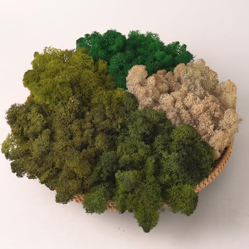 Prefleur Preserved Reindeer Mix Craft Moss Natural Green DIY Kit Gardenning Art Wall Decor Florist Easter Table Decor Wedding Decor (1lb)()(Style-16)
