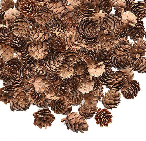 BAQI 200Pcs Christmas Natural Mini Pine Cones, Rustic Dried Pine Cones in Bulk, Thanksgiving Pinecones Ornaments Vase Fillers for DIY Crafts, Home Decorations,Fall and Christmas,Wedding Decor