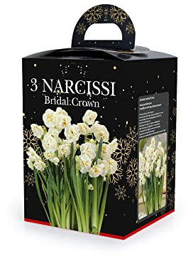 Jamieson Brothers® Narcissus Bridal Crown (3 Bulb) - Gift Box Kit - Scented Double Headed Narcissus Flowers - Ideal Easy to Grow Indoor Houseplant