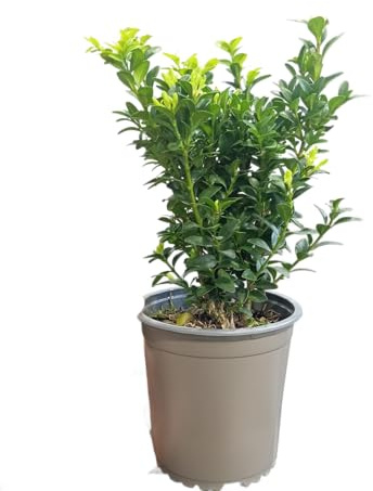 Buxus – Arbusto Natural con Hojas Verdes Perfecto para el Jardín