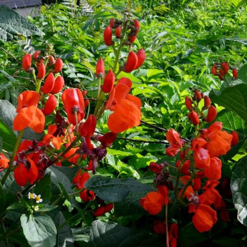 Semillas de frijol escarlata - frijol corredor, jardín interior balcón con camas elevadas jardín rocas raras orgánicas, variedades 45pcs