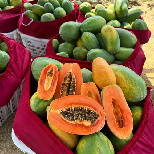 Semillas de plátano indio,resistentes al aire libre.Maceta bonsái,árbol para jardín interior,jardín perennes resistentes 10pcs