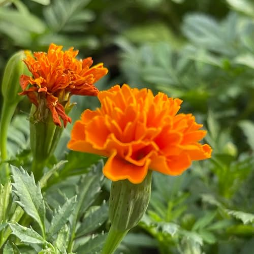 semillas de tagetes perennes - caléndula, resistentes al exterior, primavera de caléndula tagetes orgánicas, 300pcs