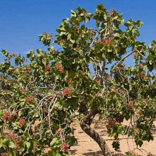 Semillas de pistacho para Comprar de pistacho de pistacho vera, jardín, variedades antiguas resistentes 5pcs