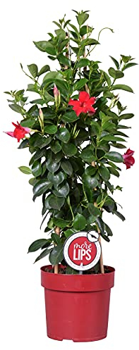 Bloomique - Mandevilla Sundaville - Chilenischer Jasmin - Rot - Gartenpflanzen - 70-90 cm Hoch - Topf 19 cm
