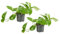 Bloomique - 2er Set - Scindapsus Aureum - Efeutute - Hängepflanze - Zimmerpflanzen - Kletterpflanzen für drinnen - Pflegeleicht - Luftreinigend - Höhe 10-20 cm - Topf 12 cm
