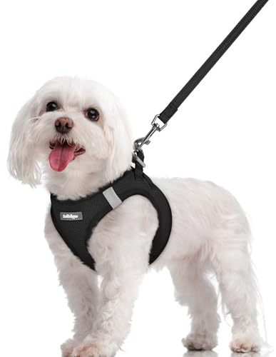 rabbitgoo Harnais Chien Petite Taille avec Laisse Réfléchissant, Harnais Chiot en Maille Souple, Gilet Réglable Facile à Mettre, Arnet pour Chien Petit et Moyen pour Marcher Courir, Noir M