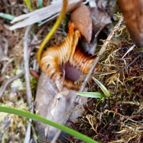 nepenthes - carnivora resistenti in vaso Carnivoro decorazioni autunnali per il soggiorno resistenti per giardini rocciosi semi di tappezzanti da giardino 400semi