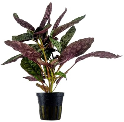 AquaOne Terrarium Pflanze Hemigraphis colorata I Lebende Paludariumpflanzen Regenwald Terrarienpflanzen voll durchwurzelt einfach Terrascaping Dekoration