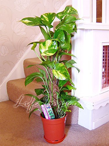 1 Devil's Ivy Golden Pothos Evergreen House Plant with Moss Pole in Pot