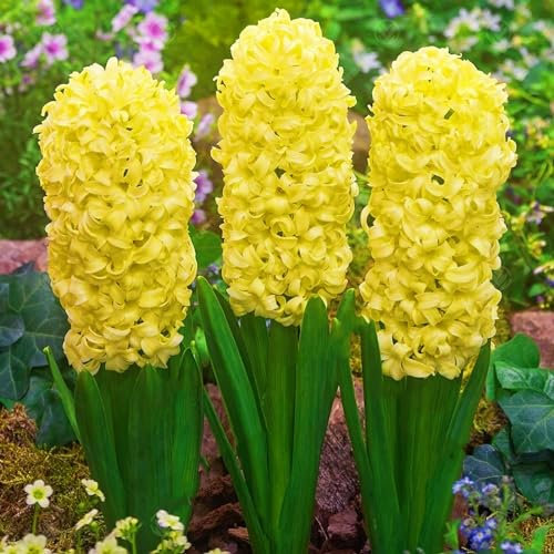 Hyazinthenzwiebel-Winterhart MehrjäHrig,Hyazinthen Zwiebeln Winterhart,Hyazinthen Rhizome,Traubenhyazinthen Zwiebeln,In Töpfe pflanzen-4zwiebeln-e