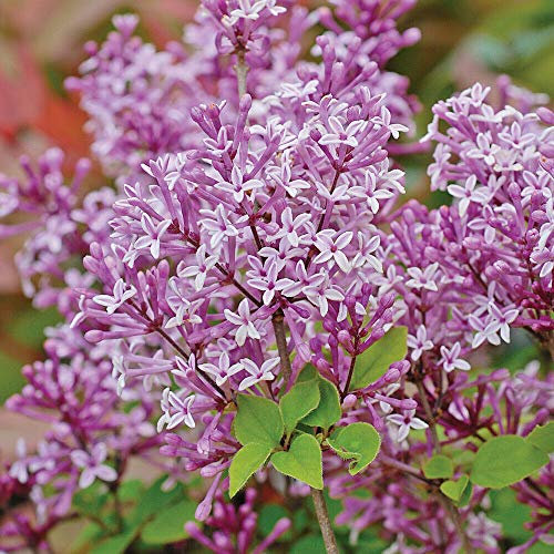 Lilac Hardy Perennial Flower Shrub Garden Plant 'Palibin' 9cm Pot by Thompson and Morgan (1)
