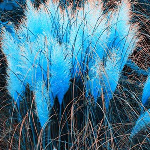 300 Stück Pampasgras-Samen, Pflanze, Heimbüro, Ornament, Garten, Bonsai, DIY-Dekoration für Frauen, Männer, Kinder, Anfänger, Gärtner, Geschenk, Blau