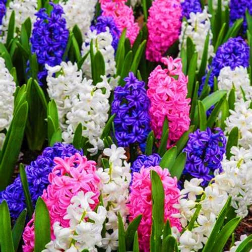 Hyazinthenzwiebel-Winterhart MehrjäHrig,Traubenhyazinthen Zwiebeln,Hyazinthen Zwiebeln Winterhart,In Töpfe Pflanzen,Hyazinthen Rhizome-2zwiebeln-e