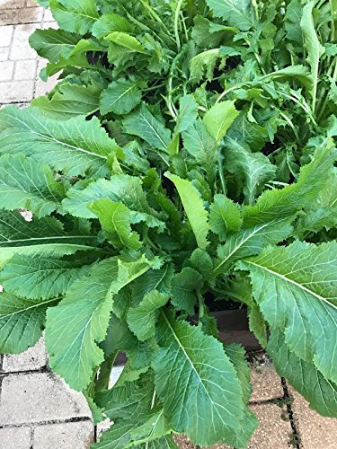 Raro? Cimelio fogli staccabili Senape Xuelihong Semi 100 + ? Crescita vigorosa