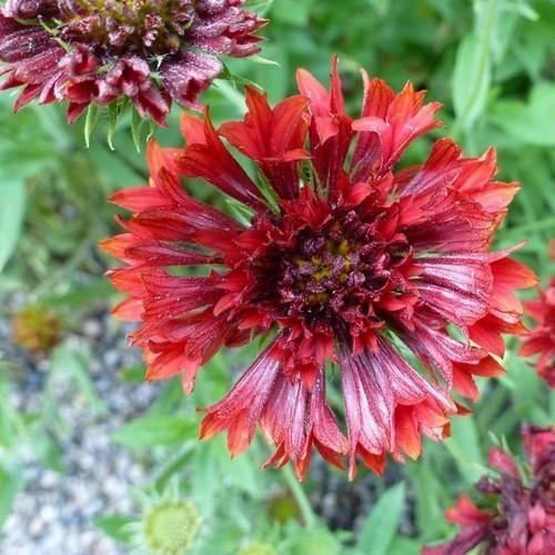 Semi Gaillardia Sundance Fleur Rouge (Gaillardia pulchella) 50 + Semi